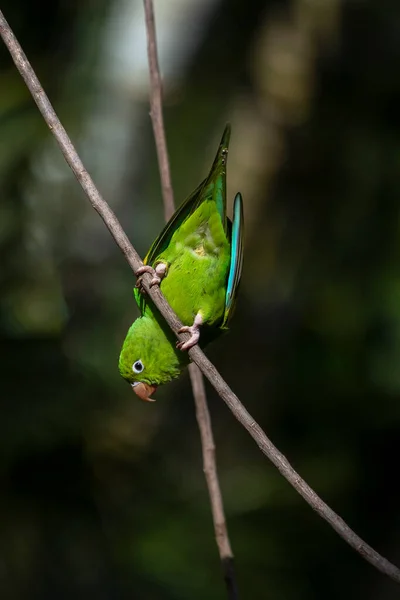 Egy Egyszerű Papagáj Ült Ágon Aranyórában Faj Brotogeris Tyrica Egy — Stock Fotó