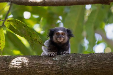The monkey on the tree. The Black-tufted marmoset also know as Mico-estrela is a typical monkey from central Brazil. Species Callithrix penicillata. Animal lover. Wildlife. Squint-eyed clipart