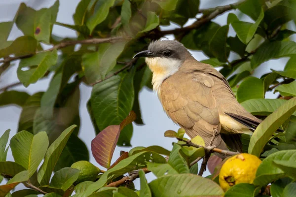 Guava Ağacına Tünemiş Kara Gagalı Bir Guguk Kuşu Tür Coccyzus — Stok fotoğraf