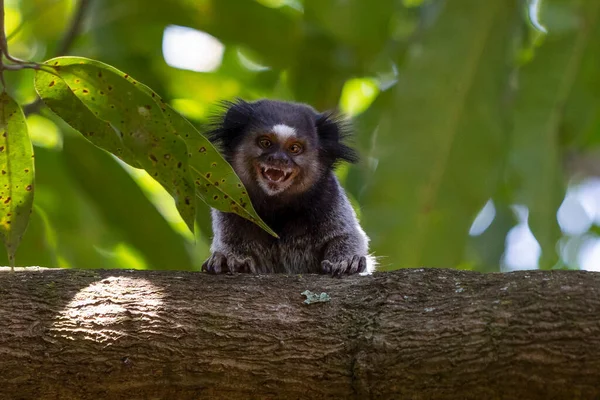 Macaco Árvore Sagui Tufo Preto Também Conhecido Como Mico Estrela — Fotografia de Stock