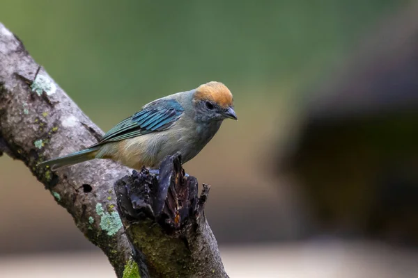 Tanager Burnished Buff Espécie Tangara Cayana Também Conhecida Como Saira — Fotografia de Stock