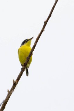 Yaygın bir Tody-Flycatcher, Ferreirinho olarak da bilinir, ağacın tepesine tünemiştir. Tür Todirostrum Cinereum. Hayvanlar Dünyası. Kuş sever. Kuş izleme.