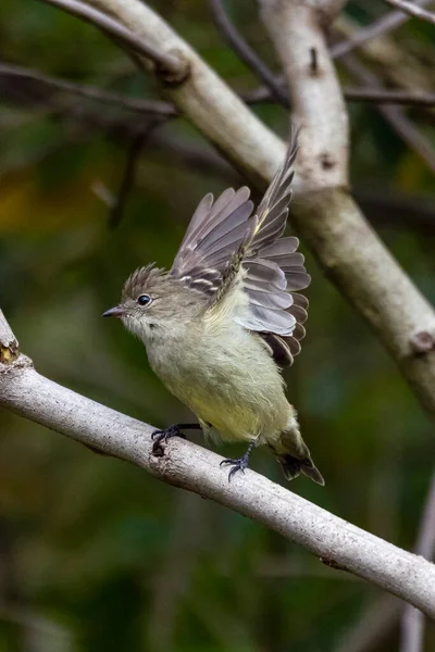 Elania Żółtym Brzuchem Znana Również Jako Guaracava Mały Ptak Tyrana — Zdjęcie stockowe