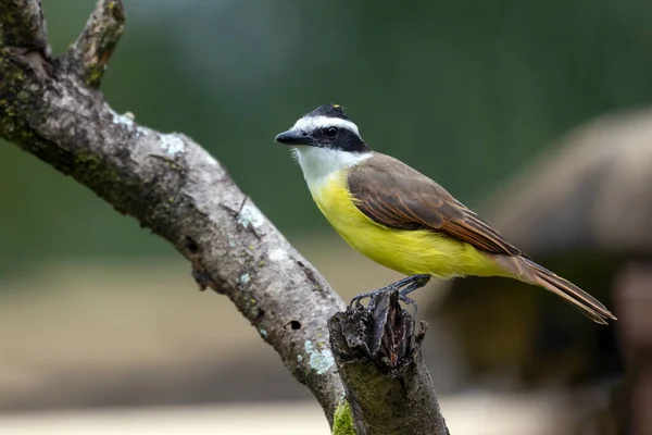 Gele Vogel Uit Brazilië Grote Kiskadee Ook Bekend Als Bem — Stockfoto