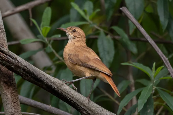 Rufous Hornero Usiadł Drzewie Gatunek Furnarius Rufus Również Zna Joao — Zdjęcie stockowe