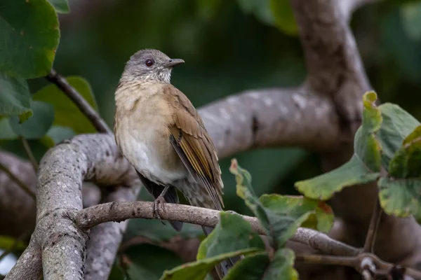Bird Brazilian Savannah Pale Breasted Thrush Also Know Sabia Barranco — Stock Photo, Image