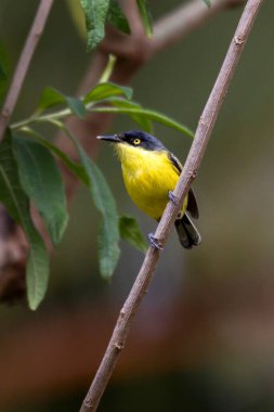 Yaygın bir Tody-Flycatcher, Ferreirinho olarak da bilinir, ağacın tepesine tünemiştir. Tür Todirostrum Cinereum. Hayvanlar Dünyası. Kuş sever. Kuş izleme.