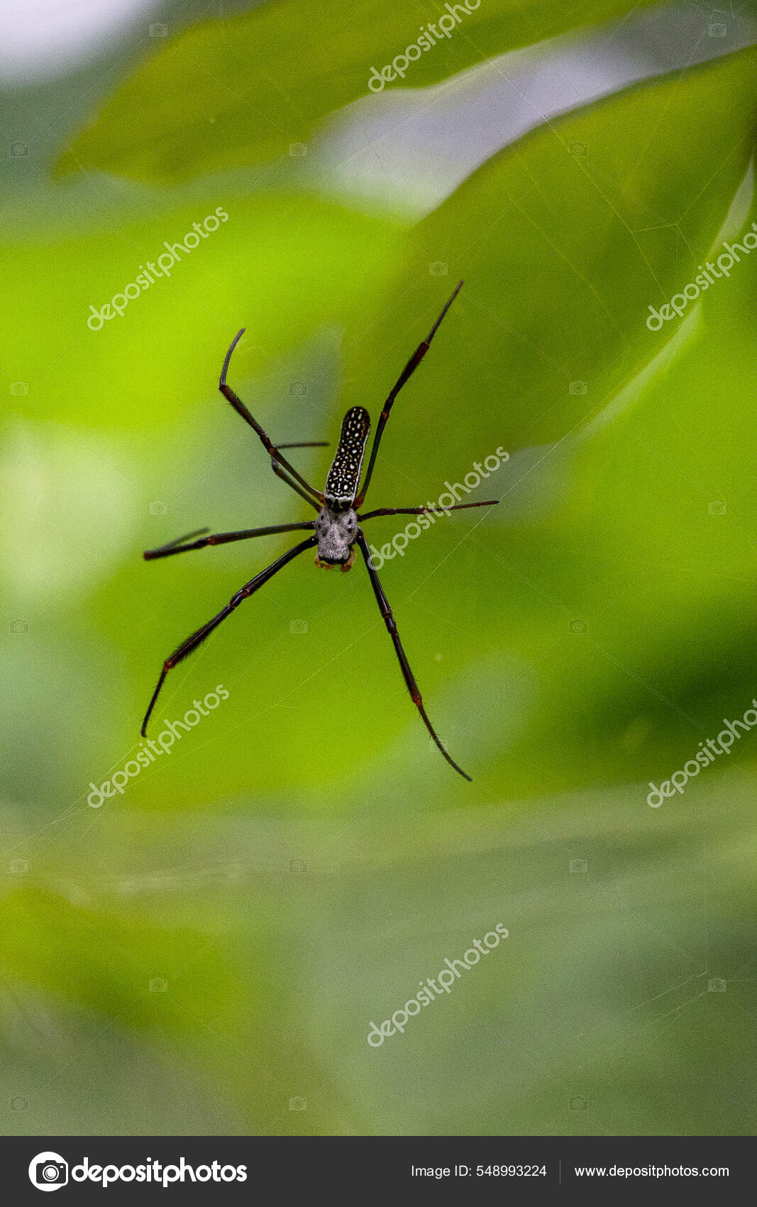 Black-legged Golden Silk Orb-web spider