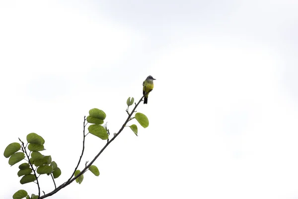Тропическая Королевская Птица Известная Суирири Тирано Сидела Ветвях Дерева Вид — стоковое фото