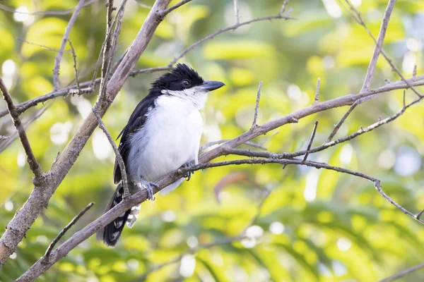 Den Stora Antshrike Även Känd Som Choro Boi Uppflugen Grenarna — Stockfoto