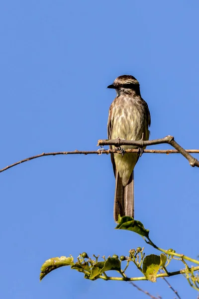 Brezilya Dan Bir Kuş Variegated Flycatcher Peitica Nın Bir Dala — Stok fotoğraf