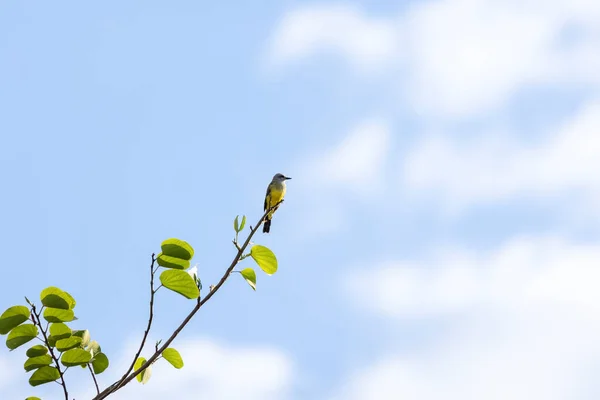Den Tropiska Kungsfågeln Även Känd Som Suiriri Eller Tirano Uppflugen — Stockfoto