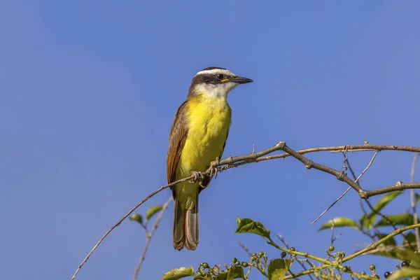 Great Kiskadee Also Know Bem Perched Top Tree Species Pitangus — Stock Photo, Image