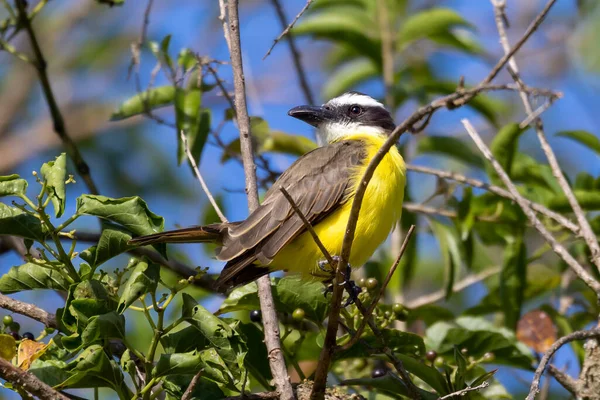 Boat Billed Flycatcher Also Know Neinei Perched Branches Tree Species — Stock Photo, Image