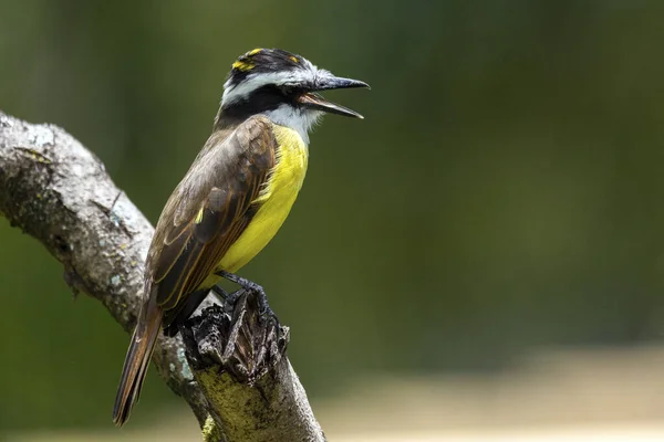 Stedelijk Gele Vogel Grote Kiskadee Ook Bekend Als Bem Neergestreken — Stockfoto