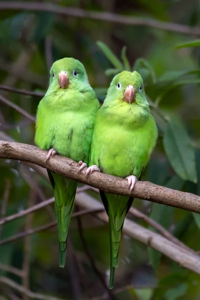 Větvi Seděla Monogamní Dvojice Papoušků Žlutým Chevroletem Druh Brotogeris Chiriri — Stock fotografie