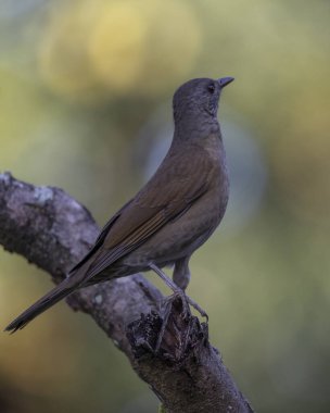 Solgun göğüslü Thrush, ağaç dalındaki Sabia Barranco olarak da bilinir. Türleri Turdus lökomellae. Kuş gözlemciliği. Hayvanlar Dünyası. Kuşçuluk