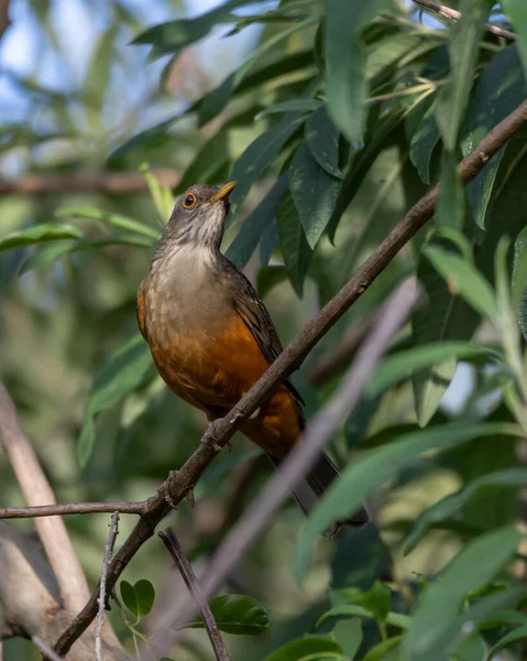 Rufous Bellied Thrush Also Know Sabia Laranjeira Perched Branch Symbol — Stock Photo, Image