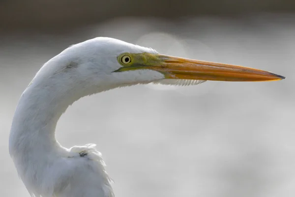 Majestoso Desembarque Grande Egret Também Conhece Garca Garceta Voando Parque — Fotografia de Stock