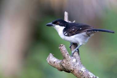 Büyük Karıncayiyen aynı zamanda koro boi olarak da bilinir bir ağacın dallarına tünemiştir. Species Taraba major. Hayvanlar Dünyası. Kuş gözlemciliği. Sinek Avcısı.