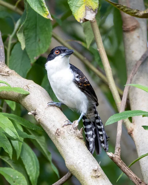 Μεγάλο Antshrike Επίσης Γνωστό Choro Boi Σκαρφαλωμένο Στα Κλαδιά Ενός — Φωτογραφία Αρχείου