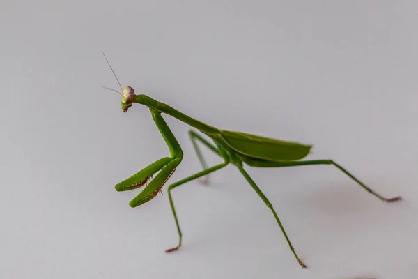 Retrato Louva Deus Também Conhecido Como Louva Deus Mantis Religiosa — Fotografia de Stock