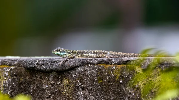 브라질 사바나의 전형적 도마뱀은 Calango Largatixa 라고도 알려져 학명은 Tropiduros — 스톡 사진