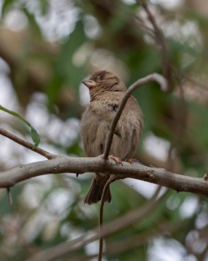 Serçe, bir ağacın tepesindeki dallar arasında Pardal ya da Gorrion olarak da bilinir. Tür Passer domesticus. Hayvanlar Dünyası. Kuş izleme..