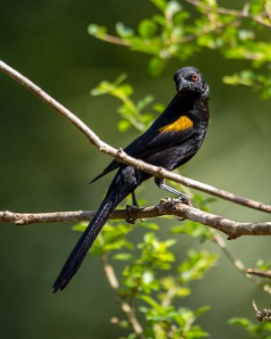 Tipik bir Brezilya savan kuşu. Siyah kanatlı sarı kuş bir ağaca tünedi. Tür Icterus pyrhopterus da Encontro 'yu tanır. Kuş gözlemciliği. Hayvanlar Dünyası. Kuş sever..