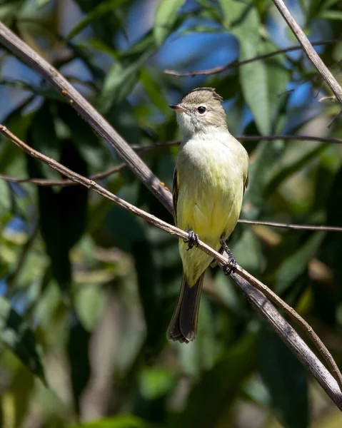 Elaenia Dal Ventre Giallo Nota Anche Come Guaracava Appollaiata Sui — Foto Stock