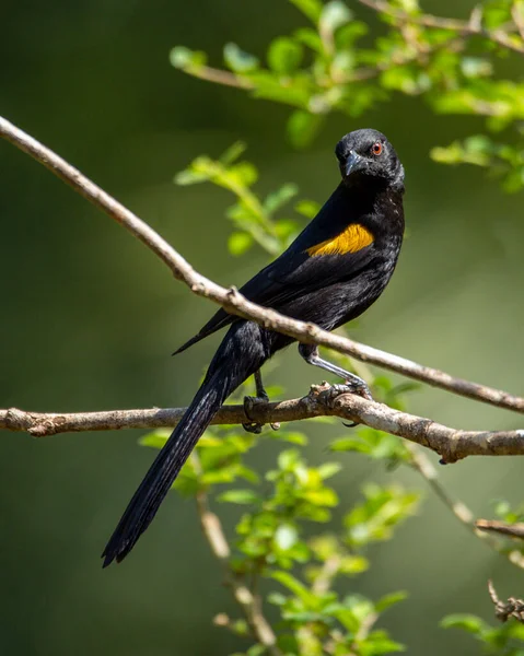 Typowa Brazylijska Sawanna Czarny Skrzydlaty Żółty Ptak Usiadł Drzewie Gatunek — Zdjęcie stockowe