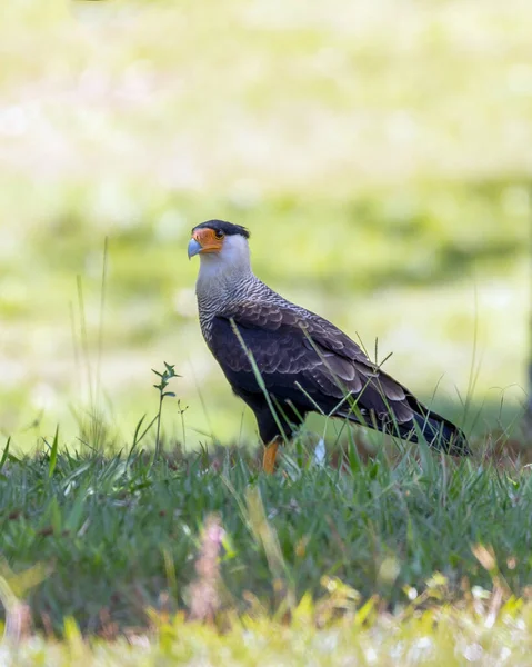 Falcão Brasileiro Crested Caracara Também Conhecido Como Carcara Carancho Caça — Fotografia de Stock