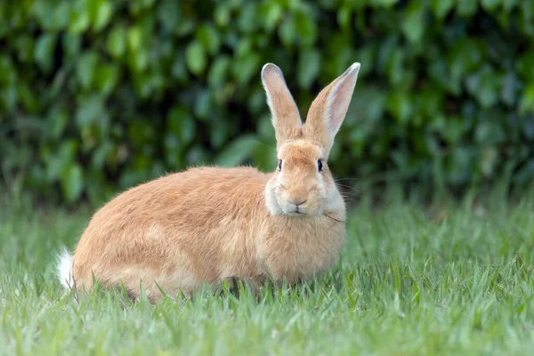 Osterhase Ein Häusliches Kaninchen Geht Durch Das Gras Garten Tierwelt — Stockfoto