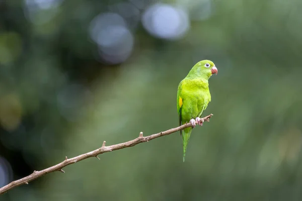 Plain Parakeet Perched Branch Golden Hour Species Brotogeris Chiriri Typical — Stock Photo, Image