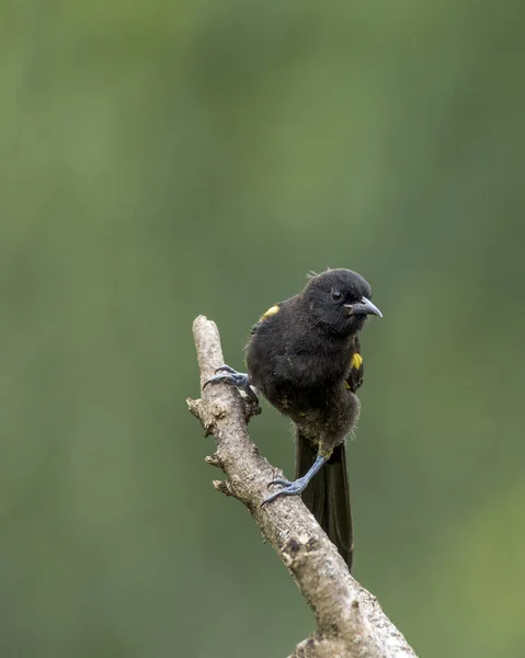 Типова Бразильська Саванна Пташка Чорний Крилатий Жовтий Птах Сидів Дереві — стокове фото