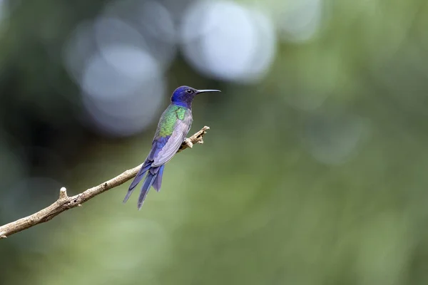 Swallow Tailed Hummingbird Perched Branch Tree Forest Its Tail Resembles — Stock Photo, Image
