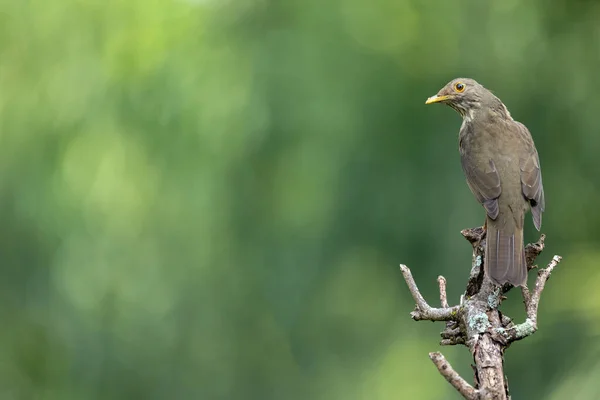 Rufous Bellied Thrush Also Know Sabia Laranjeira Perched Branch Symbol — Stock Photo, Image