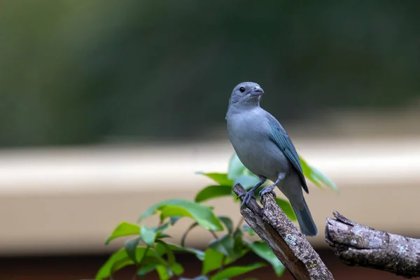 Grey Bird Sayaca Tanager Also Know Sanhaco Perched Branch Species — Stock Photo, Image