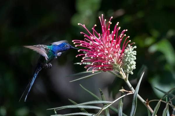 Fecskefarkú Kolibri Táplálja Élénk Grevillea Pompás Virágot Faj Eupetomena Macroura — Stock Fotó