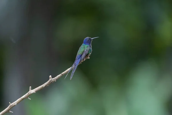 Nielenhäntäinen Kolibri Kyyristyi Metsän Puun Oksalla Sen Pyrstö Muistuttaa Saksia — kuvapankkivalokuva