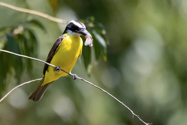 Boat Billed Flycatcher Ook Wel Bekend Als Neinei Neergestreken Takken — Stockfoto