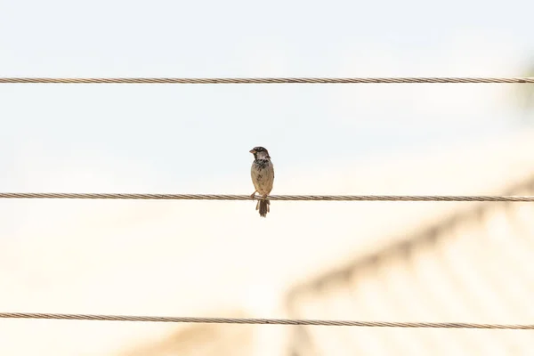 城市鸟类在日出时 麻雀也被称为Pardal 栖息在电源线上 家养物种过客 动物世界观鸟 — 图库照片