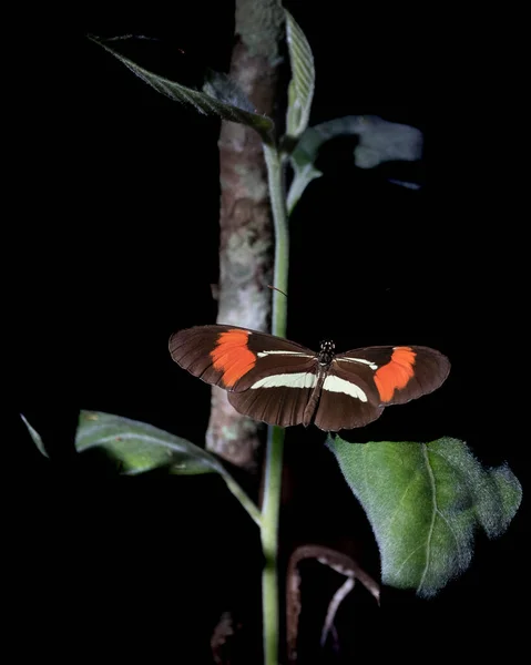 Postbode Butterfly Zit Plant Het Bos Soort Heliconius Melpomene Dierlijke — Stockfoto