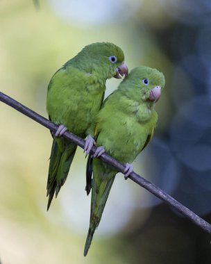 Plain Parakeet 'ten bir çift dalın üzerine tünemiş. Tür Brotogeris chiriri. Brezilya ormanlarının tipik bir muhabbet kuşudur. Kuş gözlemciliği. Kuşçuluk. Papağan. Sevgililer Günü. İyilik