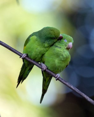 Plain Parakeet 'ten bir çift dalın üzerine tünemiş. Tür Brotogeris chiriri. Brezilya ormanlarının tipik bir muhabbet kuşudur. Kuş gözlemciliği. Kuşçuluk. Papağan. Sevgililer Günü. İyilik