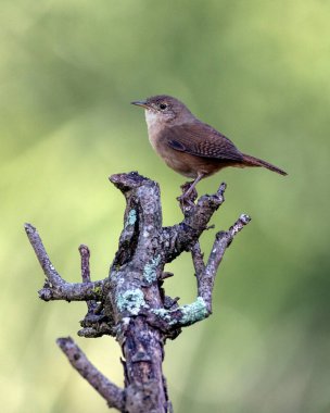 Güney Wren Hanesi, Corruira 'nın dalda tünediğini de biliyor. Tür Troglodites musculus. Kuş gözlemciliği. Hayvanlar Dünyası. Kuş sever. Kuşçuluk.