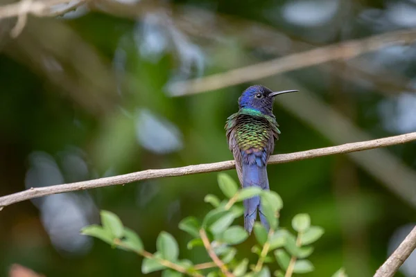 Beija Flor Cauda Andorinha Empoleirado Ramo Uma Árvore Floresta Sua — Fotografia de Stock