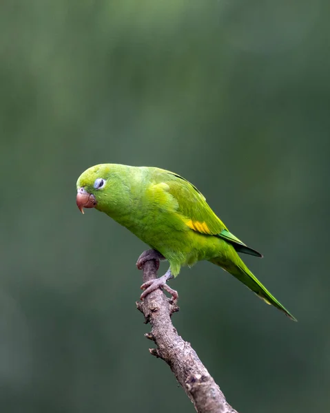 Tired Plain Parakeet Perched Branch Golden Hour Species Brotogeris Chiriri — Stock Photo, Image