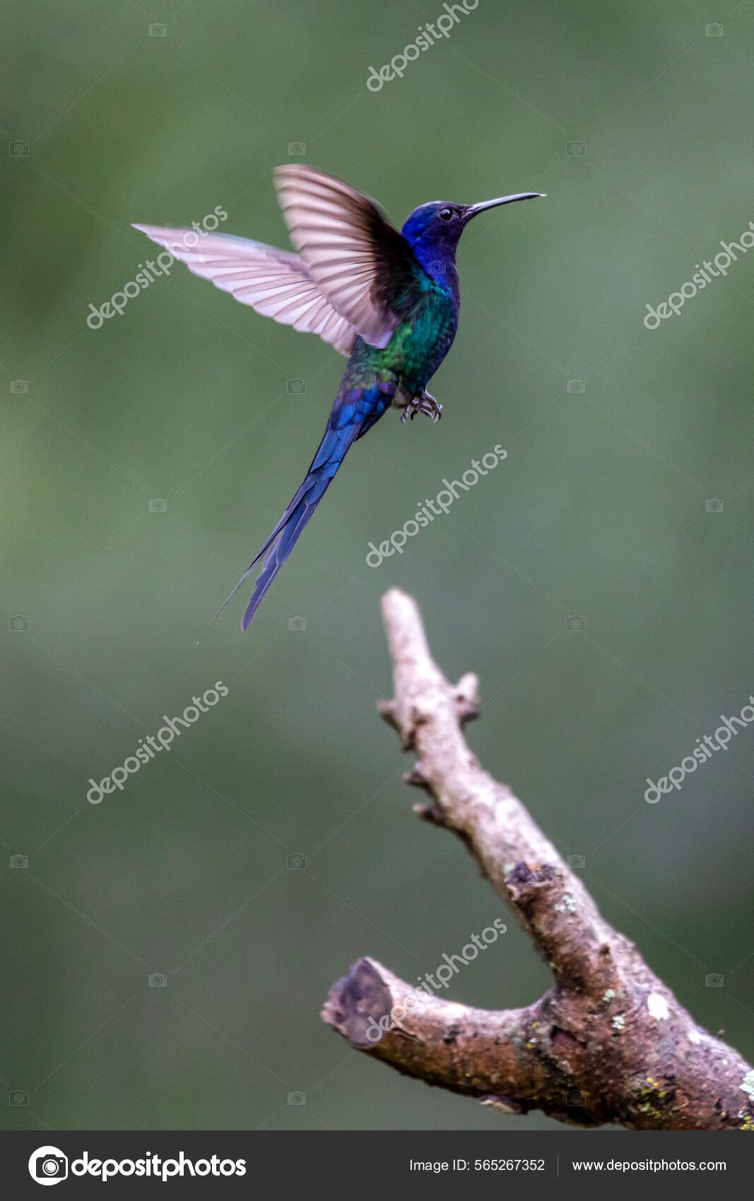 30+개의 무료 벌새 타투 아이디어: 체험 및 다운로드, image size:1067x1700