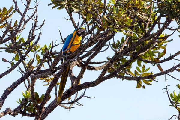 Blue Yellow Macaw Perched Tree Branch Species Ara Ararauna Also — 스톡 사진